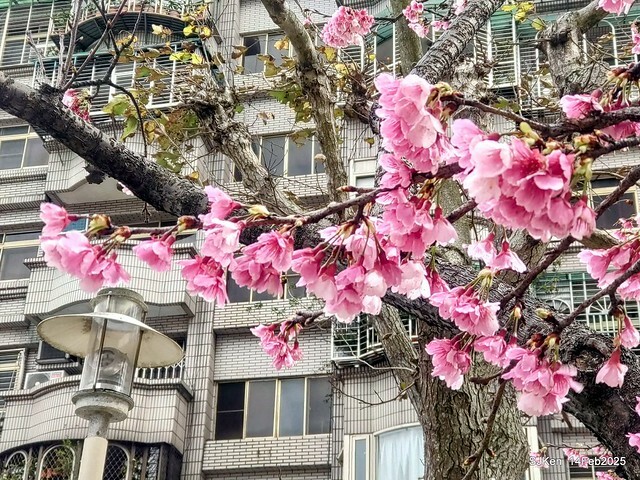 2025 雙北平地賞櫻系列第五拍 --- 北醫附設醫院櫻花(Cherryblossoms at Taipei Medical University Hospital), Taipei, Taiwan, SJKen, Feb 14, 2024. 2025 雙北平地賞櫻系列第五拍 --- 北醫附設醫院櫻花(Cherryblossoms at Taipei Medical University Hospital), Taipei, Taiwan, SJKen, Feb 14, 2024.