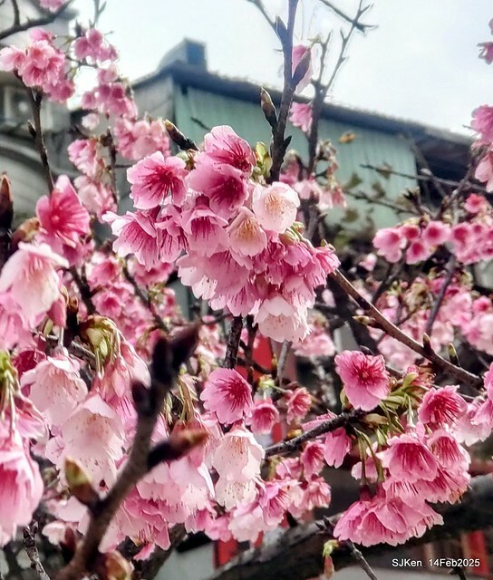 2025 雙北平地賞櫻系列第五拍 --- 北醫附設醫院櫻花(Cherryblossoms at Taipei Medical University Hospital), Taipei, Taiwan, SJKen, Feb 14, 2024. 2025 雙北平地賞櫻系列第五拍 --- 北醫附設醫院櫻花(Cherryblossoms at Taipei Medical University Hospital), Taipei, Taiwan, SJKen, Feb 14, 2024.
