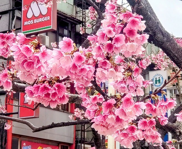 2025 雙北平地賞櫻系列第五拍 --- 北醫附設醫院櫻花(Cherryblossoms at Taipei Medical University Hospital), Taipei, Taiwan, SJKen, Feb 14, 2024. 2025 雙北平地賞櫻系列第五拍 --- 北醫附設醫院櫻花(Cherryblossoms at Taipei Medical University Hospital), Taipei, Taiwan, SJKen, Feb 14, 2024.