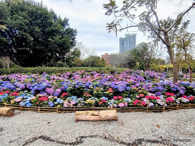 2025台北大安森林公園繡球花展(Hydrangeas exhibition at Da-An forest park), Taipei, Taiwan, SJKen, Feb 20, 2025. 2025台北大安森林公園繡球花展(Hydrangeas exhibition at Da-An forest park), Taipei, Taiwan, SJKen, Feb 20, 2025.