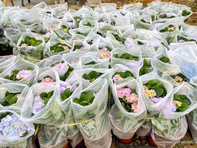 2025台北大安森林公園繡球花展(Hydrangeas exhibition at Da-An forest park), Taipei, Taiwan, SJKen, Feb 20, 2025. 2025台北大安森林公園繡球花展(Hydrangeas exhibition at Da-An forest park), Taipei, Taiwan, SJKen, Feb 20, 2025.