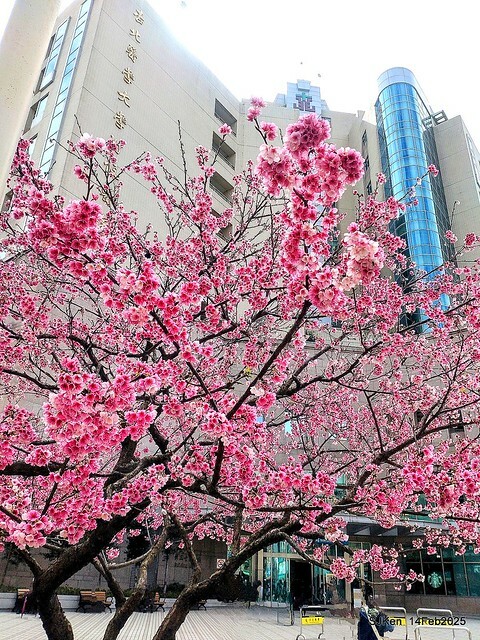 2025 雙北平地賞櫻系列第五拍 --- 北醫附設醫院櫻花(Cherryblossoms at Taipei Medical University Hospital), Taipei, Taiwan, SJKen, Feb 14, 2024. 2025 雙北平地賞櫻系列第五拍 --- 北醫附設醫院櫻花(Cherryblossoms at Taipei Medical University Hospital), Taipei, Taiwan, SJKen, Feb 14, 2024.