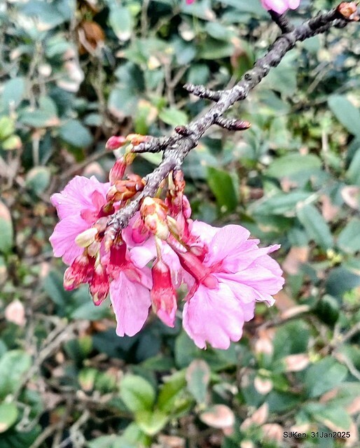2025雙北平地賞櫻第四拍( --- 汐止文化櫻花季康誥溪櫻花大道(Cherry Blossoms at the creekside of Kangau creek), Hsingi district, Hsinpei city, SJKen, Jan 31, 2025.