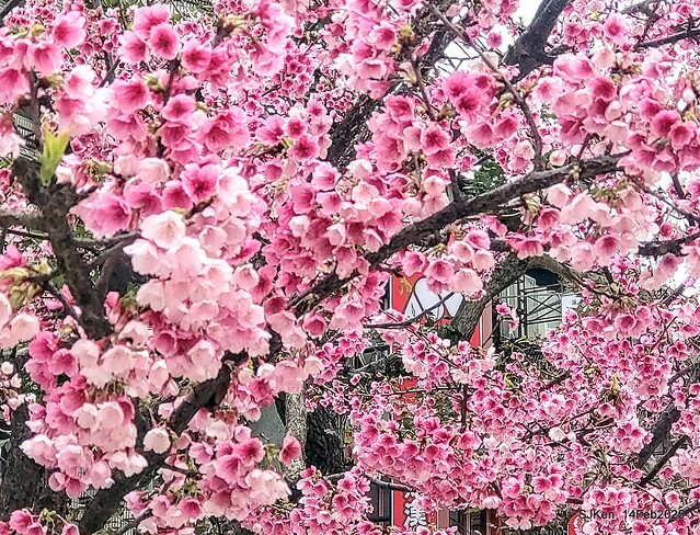 2025 雙北平地賞櫻系列第五拍 --- 北醫附設醫院櫻花(Cherryblossoms at Taipei Medical University Hospital), Taipei, Taiwan, SJKen, Feb 14, 2024. 2025 雙北平地賞櫻系列第五拍 --- 北醫附設醫院櫻花(Cherryblossoms at Taipei Medical University Hospital), Taipei, Taiwan, SJKen, Feb 14, 2024.