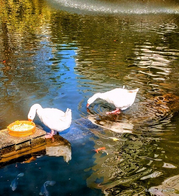 台北榮總忘憂湖水鳥與游魚(Waterbirds and fish at the lake of Taipei Veterans General Hospital),Taipie, Taiwan, SJKen, Feb 11, 2025. 台北榮總忘憂湖水鳥與游魚(Waterbirds and fish at the lake of Taipei Veterans General Hospital),Taipie, Taiwan, SJKen, Feb 11, 2025.