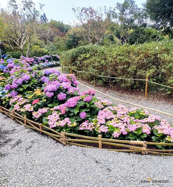 2025台北大安森林公園繡球花展(Hydrangeas exhibition at Da-An forest park), Taipei, Taiwan, SJKen, Feb 20, 2025. 2025台北大安森林公園繡球花展(Hydrangeas exhibition at Da-An forest park), Taipei, Taiwan, SJKen, Feb 20, 2025.