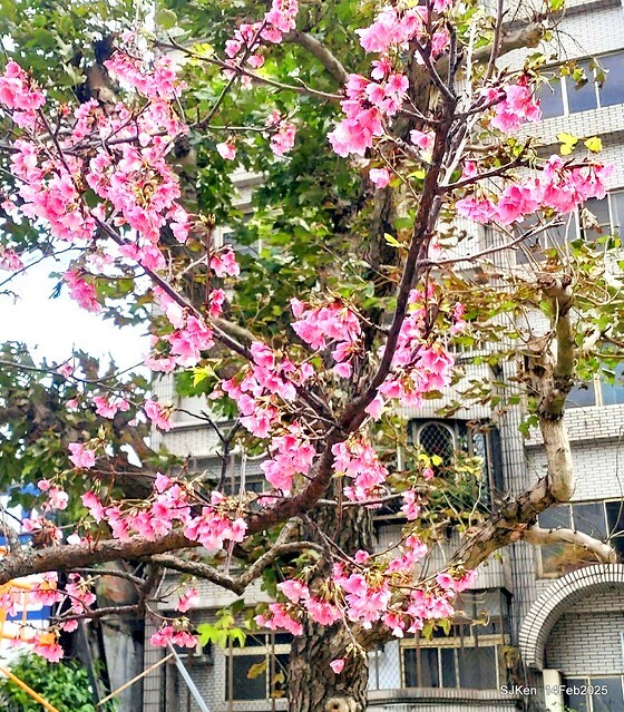 2025 雙北平地賞櫻系列第五拍 --- 北醫附設醫院櫻花(Cherryblossoms at Taipei Medical University Hospital), Taipei, Taiwan, SJKen, Feb 14, 2024. 2025 雙北平地賞櫻系列第五拍 --- 北醫附設醫院櫻花(Cherryblossoms at Taipei Medical University Hospital), Taipei, Taiwan, SJKen, Feb 14, 2024.
