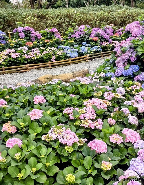 2025台北大安森林公園繡球花展(Hydrangeas exhibition at Da-An forest park), Taipei, Taiwan, SJKen, Feb 20, 2025. 2025台北大安森林公園繡球花展(Hydrangeas exhibition at Da-An forest park), Taipei, Taiwan, SJKen, Feb 20, 2025.