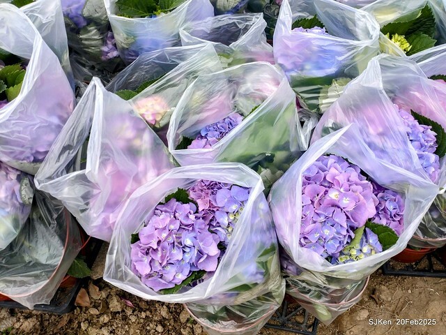 2025台北大安森林公園繡球花展(Hydrangeas exhibition at Da-An forest park), Taipei, Taiwan, SJKen, Feb 20, 2025. 2025台北大安森林公園繡球花展(Hydrangeas exhibition at Da-An forest park), Taipei, Taiwan, SJKen, Feb 20, 2025.