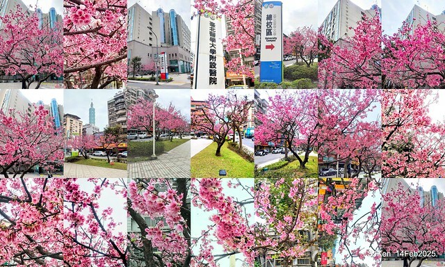 2025 雙北平地賞櫻系列第五拍 --- 北醫附設醫院櫻花(Cherryblossoms at Taipei Medical University Hospital), Taipei, Taiwan, SJKen, Feb 14, 2024. 2025 雙北平地賞櫻系列第五拍 --- 北醫附設醫院櫻花(Cherryblossoms at Taipei Medical University Hospital), Taipei, Taiwan, SJKen, Feb 14, 2024.
