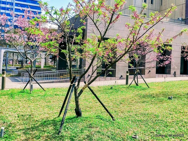 (2025 雙北平地賞櫻系列第六拍)「台北市政府北大門旁賞櫻」(Cherry Blossoms at north door of Taipei City Hall , Feb 15, 2025.