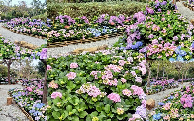 2025台北大安森林公園繡球花展(Hydrangeas exhibition at Da-An forest park), Taipei, Taiwan, SJKen, Feb 20, 2025. 2025台北大安森林公園繡球花展(Hydrangeas exhibition at Da-An forest park), Taipei, Taiwan, SJKen, Feb 20, 2025.
