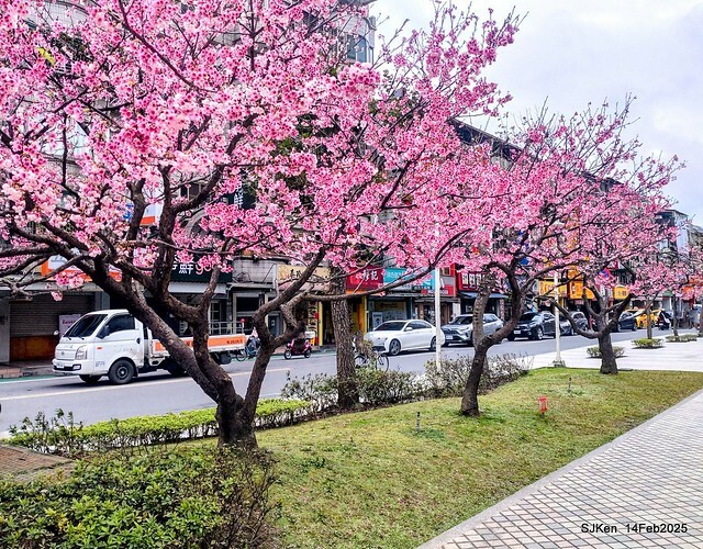2025 雙北平地賞櫻系列第五拍 --- 北醫附設醫院櫻花(Cherryblossoms at Taipei Medical University Hospital), Taipei, Taiwan, SJKen, Feb 14, 2024. 2025 雙北平地賞櫻系列第五拍 --- 北醫附設醫院櫻花(Cherryblossoms at Taipei Medical University Hospital), Taipei, Taiwan, SJKen, Feb 14, 2024.