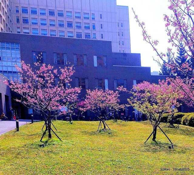 (2025 雙北平地賞櫻系列第六拍)「台北市政府北大門旁賞櫻」(Cherry Blossoms at north door of Taipei City Hall , Feb 15, 2025.