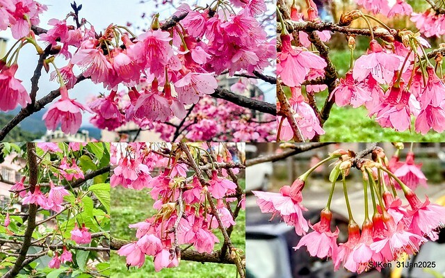 2025雙北平地賞櫻第四拍( --- 汐止文化櫻花季康誥溪櫻花大道(Cherry Blossoms at the creekside of Kangau creek), Hsingi district, Hsinpei city, SJKen, Jan 31, 2025.
