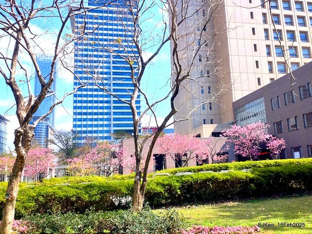 (2025 雙北平地賞櫻系列第六拍)「台北市政府北大門旁賞櫻」(Cherry Blossoms at north door of Taipei City Hall , Feb 15, 2025.