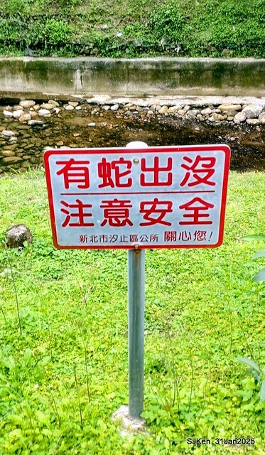 2025雙北平地賞櫻第四拍( --- 汐止文化櫻花季康誥溪櫻花大道(Cherry Blossoms at the creekside of Kangau creek), Hsingi district, Hsinpei city, SJKen, Jan 31, 2025.