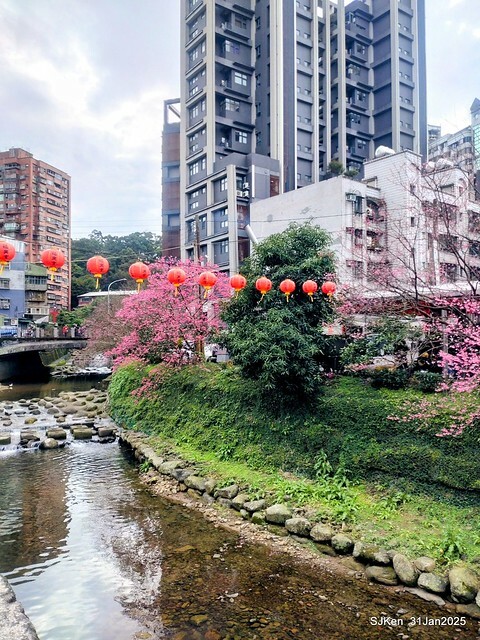 2025雙北平地賞櫻第四拍( --- 汐止文化櫻花季康誥溪櫻花大道(Cherry Blossoms at the creekside of Kangau creek), Hsingi district, Hsinpei city, SJKen, Jan 31, 2025.