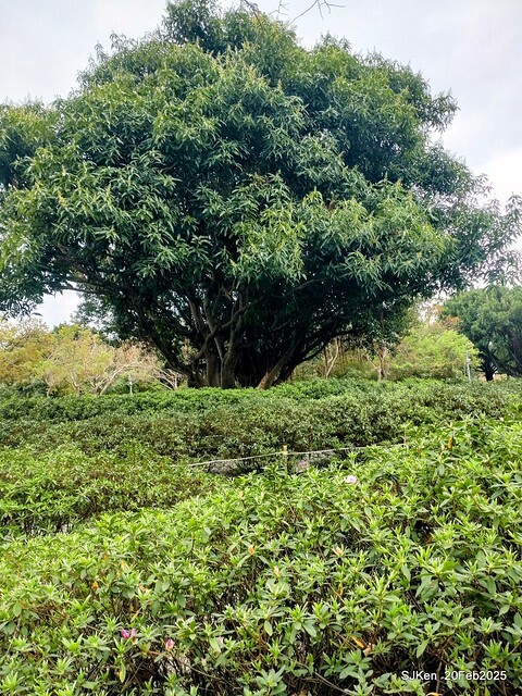 2025台北大安森林公園繡球花展(Hydrangeas exhibition at Da-An forest park), Taipei, Taiwan, SJKen, Feb 20, 2025. 2025台北大安森林公園繡球花展(Hydrangeas exhibition at Da-An forest park), Taipei, Taiwan, SJKen, Feb 20, 2025.