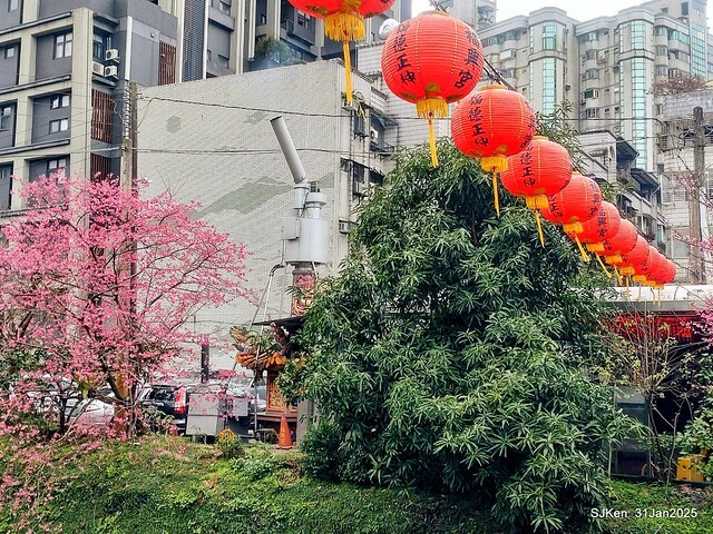 2025雙北平地賞櫻第四拍( --- 汐止文化櫻花季康誥溪櫻花大道(Cherry Blossoms at the creekside of Kangau creek), Hsingi district, Hsinpei city, SJKen, Jan 31, 2025.