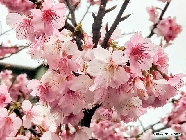 2025雙北平地賞櫻第四拍( --- 汐止文化櫻花季康誥溪櫻花大道(Cherry Blossoms at the creekside of Kangau creek), Hsingi district, Hsinpei city, SJKen, Jan 31, 2025.