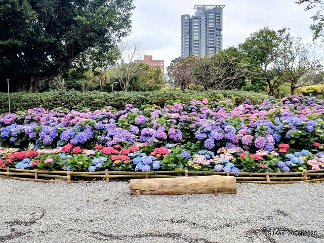 2025台北大安森林公園繡球花展(Hydrangeas exhibition at Da-An forest park), Taipei, Taiwan, SJKen, Feb 20, 2025. 2025台北大安森林公園繡球花展(Hydrangeas exhibition at Da-An forest park), Taipei, Taiwan, SJKen, Feb 20, 2025.