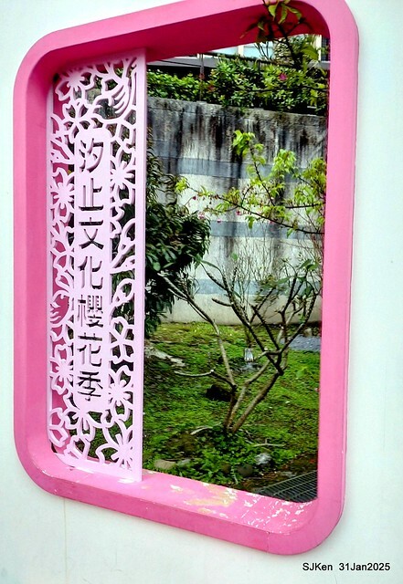 2025雙北平地賞櫻第四拍( --- 汐止文化櫻花季康誥溪櫻花大道(Cherry Blossoms at the creekside of Kangau creek), Hsingi district, Hsinpei city, SJKen, Jan 31, 2025.