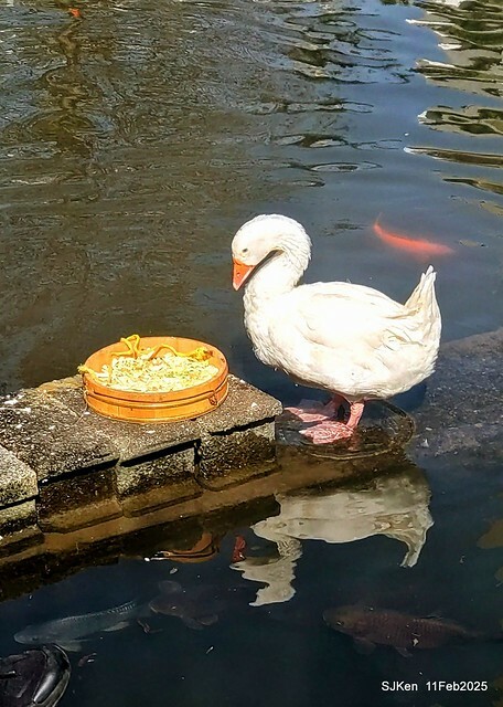 台北榮總忘憂湖水鳥與游魚(Waterbirds and fish at the lake of Taipei Veterans General Hospital),Taipie, Taiwan, SJKen, Feb 11, 2025. 台北榮總忘憂湖水鳥與游魚(Waterbirds and fish at the lake of Taipei Veterans General Hospital),Taipie, Taiwan, SJKen, Feb 11, 2025.