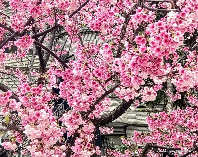 2025 雙北平地賞櫻系列第五拍 --- 北醫附設醫院櫻花(Cherryblossoms at Taipei Medical University Hospital), Taipei, Taiwan, SJKen, Feb 14, 2024. 2025 雙北平地賞櫻系列第五拍 --- 北醫附設醫院櫻花(Cherryblossoms at Taipei Medical University Hospital), Taipei, Taiwan, SJKen, Feb 14, 2024.