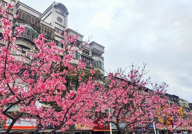 2025 雙北平地賞櫻系列第五拍 --- 北醫附設醫院櫻花(Cherryblossoms at Taipei Medical University Hospital), Taipei, Taiwan, SJKen, Feb 14, 2024. 2025 雙北平地賞櫻系列第五拍 --- 北醫附設醫院櫻花(Cherryblossoms at Taipei Medical University Hospital), Taipei, Taiwan, SJKen, Feb 14, 2024.