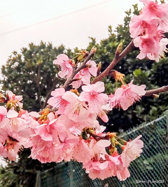 2025雙北平地賞櫻第四拍( --- 汐止文化櫻花季康誥溪櫻花大道(Cherry Blossoms at the creekside of Kangau creek), Hsingi district, Hsinpei city, SJKen, Jan 31, 2025.