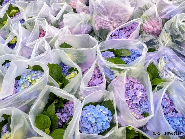 2025台北大安森林公園繡球花展(Hydrangeas exhibition at Da-An forest park), Taipei, Taiwan, SJKen, Feb 20, 2025. 2025台北大安森林公園繡球花展(Hydrangeas exhibition at Da-An forest park), Taipei, Taiwan, SJKen, Feb 20, 2025.