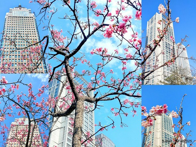 (2025 雙北平地賞櫻系列第六拍)「台北市政府北大門旁賞櫻」(Cherry Blossoms at north door of Taipei City Hall , Feb 15, 2025.