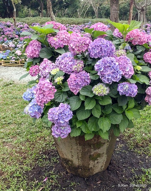 2025台北大安森林公園繡球花展(Hydrangeas exhibition at Da-An forest park), Taipei, Taiwan, SJKen, Feb 20, 2025. 2025台北大安森林公園繡球花展(Hydrangeas exhibition at Da-An forest park), Taipei, Taiwan, SJKen, Feb 20, 2025.