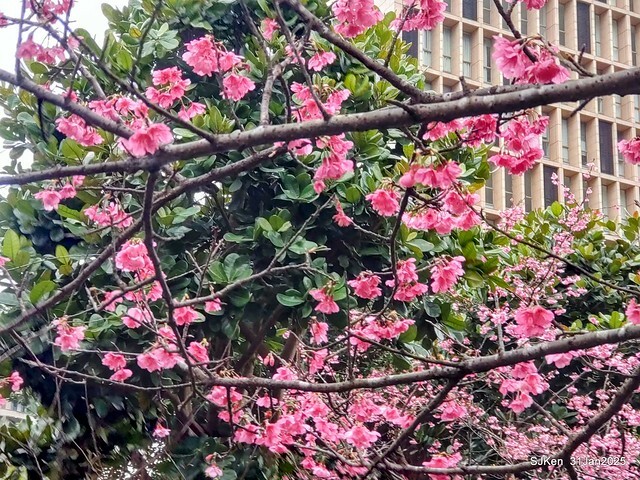 2025雙北平地賞櫻第四拍( --- 汐止文化櫻花季康誥溪櫻花大道(Cherry Blossoms at the creekside of Kangau creek), Hsingi district, Hsinpei city, SJKen, Jan 31, 2025.