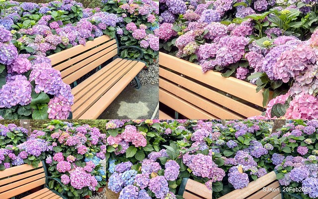 2025台北大安森林公園繡球花展(Hydrangeas exhibition at Da-An forest park), Taipei, Taiwan, SJKen, Feb 20, 2025. 2025台北大安森林公園繡球花展(Hydrangeas exhibition at Da-An forest park), Taipei, Taiwan, SJKen, Feb 20, 2025.