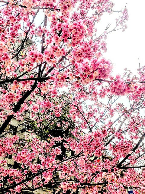 2025 雙北平地賞櫻系列第五拍 --- 北醫附設醫院櫻花(Cherryblossoms at Taipei Medical University Hospital), Taipei, Taiwan, SJKen, Feb 14, 2024. 2025 雙北平地賞櫻系列第五拍 --- 北醫附設醫院櫻花(Cherryblossoms at Taipei Medical University Hospital), Taipei, Taiwan, SJKen, Feb 14, 2024.