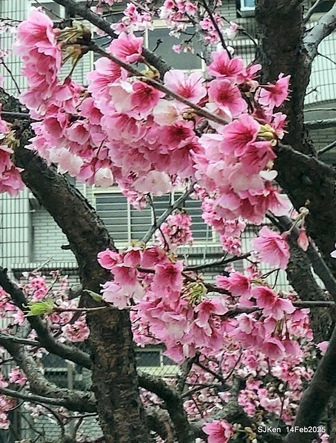 2025 雙北平地賞櫻系列第五拍 --- 北醫附設醫院櫻花(Cherryblossoms at Taipei Medical University Hospital), Taipei, Taiwan, SJKen, Feb 14, 2024. 2025 雙北平地賞櫻系列第五拍 --- 北醫附設醫院櫻花(Cherryblossoms at Taipei Medical University Hospital), Taipei, Taiwan, SJKen, Feb 14, 2024.