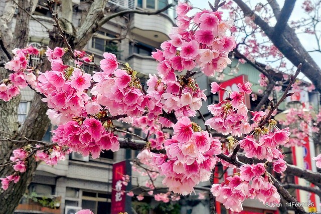2025 雙北平地賞櫻系列第五拍 --- 北醫附設醫院櫻花(Cherryblossoms at Taipei Medical University Hospital), Taipei, Taiwan, SJKen, Feb 14, 2024. 2025 雙北平地賞櫻系列第五拍 --- 北醫附設醫院櫻花(Cherryblossoms at Taipei Medical University Hospital), Taipei, Taiwan, SJKen, Feb 14, 2024.