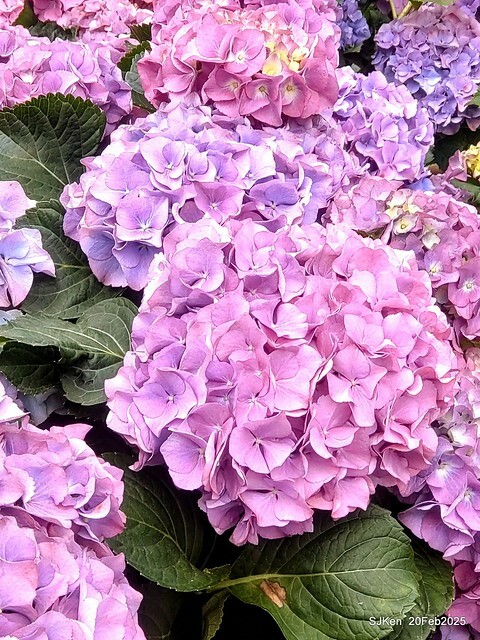 2025台北大安森林公園繡球花展(Hydrangeas exhibition at Da-An forest park), Taipei, Taiwan, SJKen, Feb 20, 2025. 2025台北大安森林公園繡球花展(Hydrangeas exhibition at Da-An forest park), Taipei, Taiwan, SJKen, Feb 20, 2025.