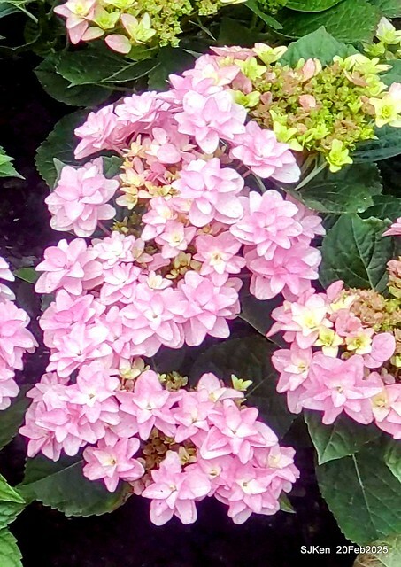 2025台北大安森林公園繡球花展(Hydrangeas exhibition at Da-An forest park), Taipei, Taiwan, SJKen, Feb 20, 2025. 2025台北大安森林公園繡球花展(Hydrangeas exhibition at Da-An forest park), Taipei, Taiwan, SJKen, Feb 20, 2025.