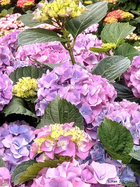 2025台北大安森林公園繡球花展(Hydrangeas exhibition at Da-An forest park), Taipei, Taiwan, SJKen, Feb 20, 2025. 2025台北大安森林公園繡球花展(Hydrangeas exhibition at Da-An forest park), Taipei, Taiwan, SJKen, Feb 20, 2025.
