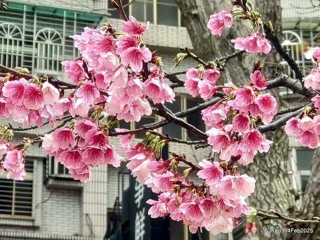 2025 雙北平地賞櫻系列第五拍 --- 北醫附設醫院櫻花(Cherryblossoms at Taipei Medical University Hospital), Taipei, Taiwan, SJKen, Feb 14, 2024. 2025 雙北平地賞櫻系列第五拍 --- 北醫附設醫院櫻花(Cherryblossoms at Taipei Medical University Hospital), Taipei, Taiwan, SJKen, Feb 14, 2024.