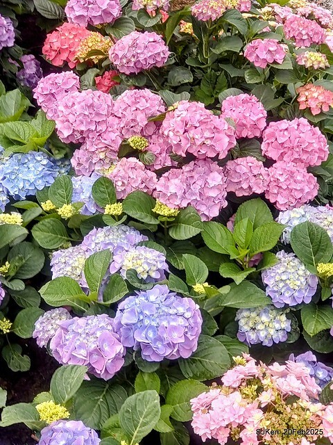 2025台北大安森林公園繡球花展(Hydrangeas exhibition at Da-An forest park), Taipei, Taiwan, SJKen, Feb 20, 2025. 2025台北大安森林公園繡球花展(Hydrangeas exhibition at Da-An forest park), Taipei, Taiwan, SJKen, Feb 20, 2025.