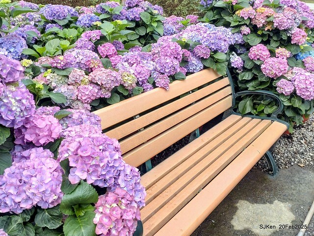 2025台北大安森林公園繡球花展(Hydrangeas exhibition at Da-An forest park), Taipei, Taiwan, SJKen, Feb 20, 2025. 2025台北大安森林公園繡球花展(Hydrangeas exhibition at Da-An forest park), Taipei, Taiwan, SJKen, Feb 20, 2025.