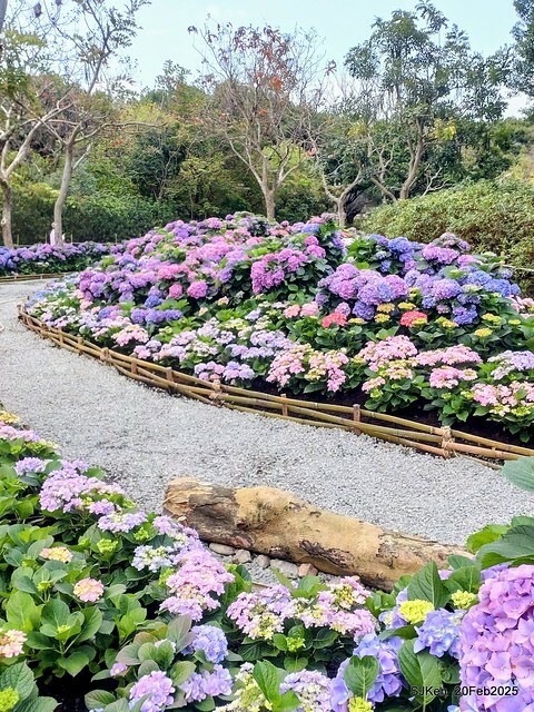2025台北大安森林公園繡球花展(Hydrangeas exhibition at Da-An forest park), Taipei, Taiwan, SJKen, Feb 20, 2025. 2025台北大安森林公園繡球花展(Hydrangeas exhibition at Da-An forest park), Taipei, Taiwan, SJKen, Feb 20, 2025.