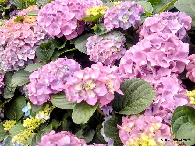 2025台北大安森林公園繡球花展(Hydrangeas exhibition at Da-An forest park), Taipei, Taiwan, SJKen, Feb 20, 2025. 2025台北大安森林公園繡球花展(Hydrangeas exhibition at Da-An forest park), Taipei, Taiwan, SJKen, Feb 20, 2025.