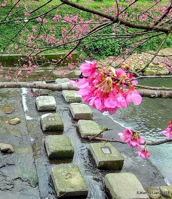 2025雙北平地賞櫻第四拍( --- 汐止文化櫻花季康誥溪櫻花大道(Cherry Blossoms at the creekside of Kangau creek), Hsingi district, Hsinpei city, SJKen, Jan 31, 2025.