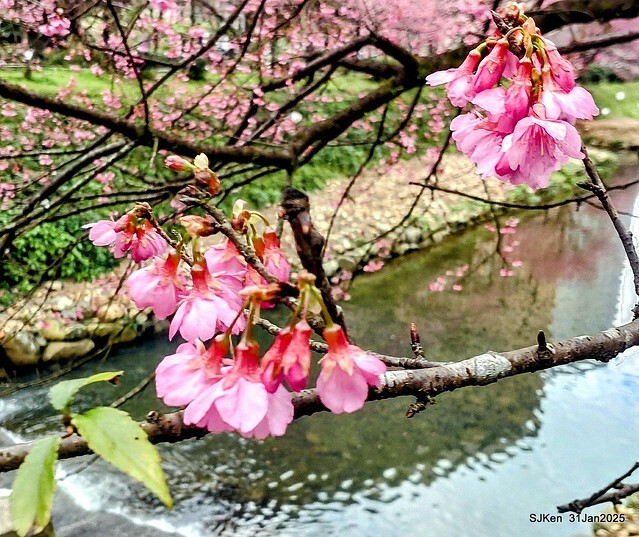 2025雙北平地賞櫻第四拍( --- 汐止文化櫻花季康誥溪櫻花大道(Cherry Blossoms at the creekside of Kangau creek), Hsingi district, Hsinpei city, SJKen, Jan 31, 2025.