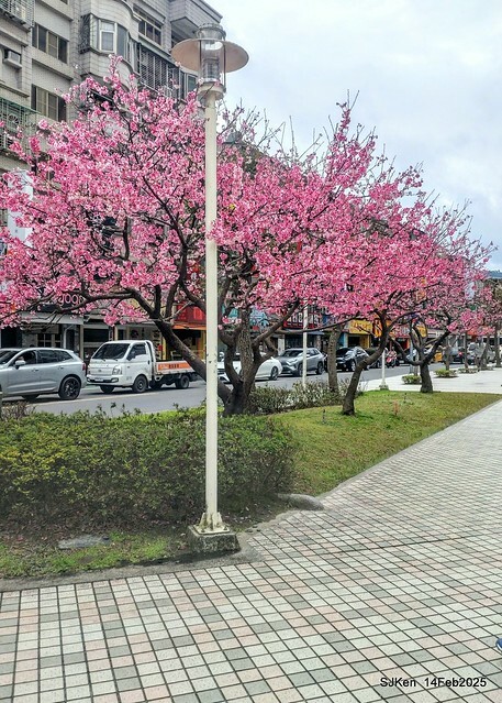 2025 雙北平地賞櫻系列第五拍 --- 北醫附設醫院櫻花(Cherryblossoms at Taipei Medical University Hospital), Taipei, Taiwan, SJKen, Feb 14, 2024. 2025 雙北平地賞櫻系列第五拍 --- 北醫附設醫院櫻花(Cherryblossoms at Taipei Medical University Hospital), Taipei, Taiwan, SJKen, Feb 14, 2024.